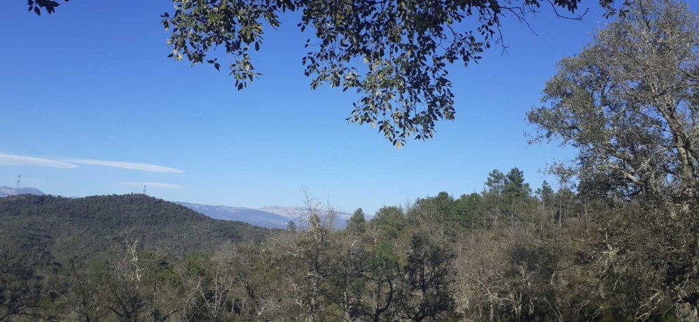 BAGNOLS Paysage vers la Culasse