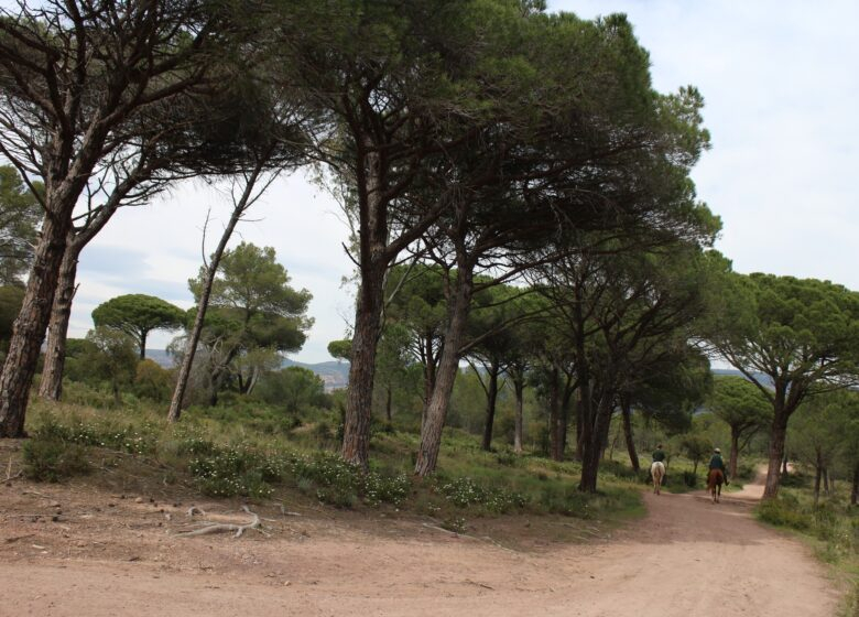 ROQUEBRUNE-Foret de Palayson