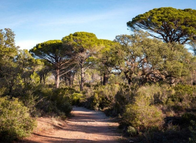 ROQUEBRUNE-foret Raphele
